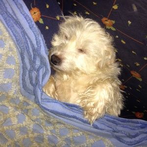 Johnny Was Butterfly Embroidered Tunic Dress